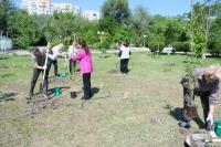 На аллее предпринимателей в парке АДК «Аркадия» высадили  деревья и кустарники