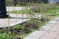 В Астрахани стартовал сезон высадки кустарников