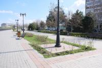 В Астрахани стартовал сезон высадки кустарников