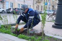 В Астрахани стартовал сезон высадки кустарников