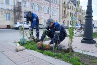 В Астрахани стартовал сезон высадки кустарников