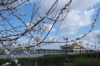 В Астрахани стартовал сезон высадки кустарников