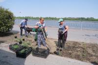 В Астрахани продолжается высадка цветов в парках и скверах