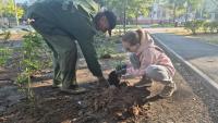 На бульваре Энергетиков высадили розы