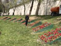 К майским торжествам на территории общественных пространств высадят около 60 тысяч цветов