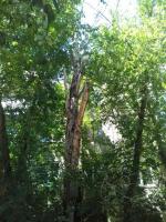 Коммунальным отделом администрации Ленинского района в период с 04.07.2016 по 08.07.2016 в рамках имеющихся полномочий организованы мероприятия по скосу сорной растительности и опиловке деревьев.