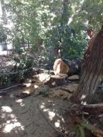 Коммунальным отделом администрации Ленинского района в период с 04.07.2016 по 08.07.2016 в рамках имеющихся полномочий организованы мероприятия по скосу сорной растительности и опиловке деревьев.