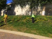 В Астрахани высаживают многолетние цветы 