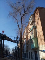 На двух центральных улицах микрорайона Х лет Октября провели санитарную обрезку деревьев 