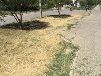 Коммунальным отделом администрации Ленинского района в период с 04.07.2016 по 08.07.2016 в рамках имеющихся полномочий организованы мероприятия по скосу сорной растительности и опиловке деревьев.