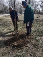 В парках и скверах Астрахани высадили деревья и цветы