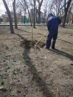 В парках и скверах Астрахани высадили деревья и цветы