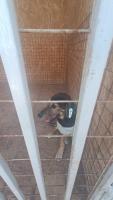 Около пятидесяти бездомных собак из муниципального приюта обрели хозяев 