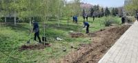 В Астрахани сегодня высадили около полутысячи деревьев и цветов