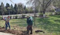 В Астрахани сегодня высадили около полутысячи деревьев и цветов