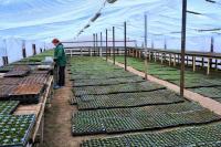 В парках и скверах города в этом году  высадят около 150 тысяч однолетников