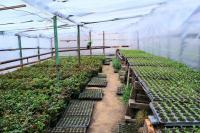 В парках и скверах города в этом году  высадят около 150 тысяч однолетников