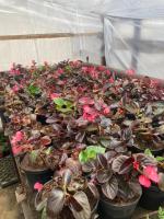 В парках и скверах города в этом году  высадят около 150 тысяч однолетников