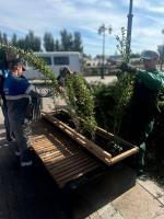 В Астрахани озеленители приступили к осенней высадке кустарников