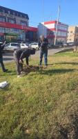 В выходные в парках Астрахани высадили полтысячи деревьев и кустарников