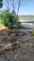 В выходные в парках Астрахани высадили полтысячи деревьев и кустарников