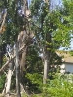 20.06.2015 г. в Ленинском районе прошел "День чистоты" в парке по ул. Даргомыжского, в котором приняли участие сотрудники администрации Ленинского района г. Астрахани.