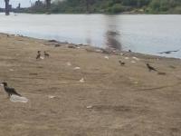 03.07.2015 г. в Ленинском районе прошел "День чистоты" по улице Набережная Тимирязева.