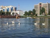 Лебеди уехали на карантин