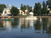 Лебеди уехали на карантин