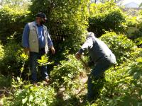 14.05.2020 проведено рейдовое мероприятие  по выявлению и уничтожению дикорастущих наркосодержащих растений