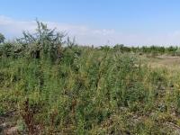 В рамках оперативно-профилактической операции «МАК-2020» проведен рейд по скосу и уничтожению дикорастущих наркосодержащих растений на территории района