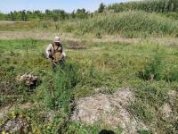 В рамках оперативно-профилактической операции «МАК-2020» проведен рейд по скосу и уничтожению дикорастущих наркосодержащих растений на территории района