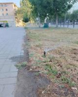 В сквере Ветеранов восстановили полив