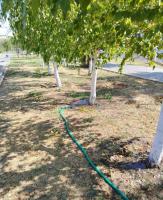 В сквере Ветеранов восстановили полив