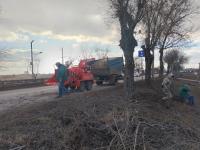 На улице Николая Островского опиливают деревья