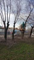На улице Николая Островского опиливают деревья