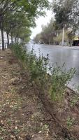 В Астрахани осенью высадят полторы тысячи кустарников