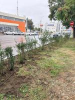 В Астрахани осенью высадят полторы тысячи кустарников