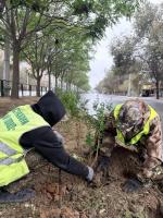 В Астрахани осенью высадят полторы тысячи кустарников