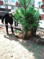 8.04.2015 на Бульваре Победы была проведена акция «Дерево Победы». 