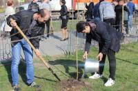 Высадка саженцев по ул. Савушкина