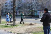 Высадка саженцев по ул. Савушкина