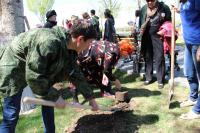 На Бульваре Победы  высажены саженцы легендарного «Тополя Победы» — дерева-долгожителя, уцелевшего в ходе Сталинградской битвы.