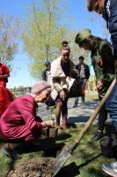 На Бульваре Победы  высажены саженцы легендарного «Тополя Победы» — дерева-долгожителя, уцелевшего в ходе Сталинградской битвы.