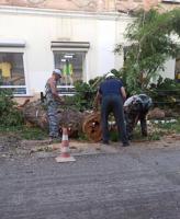 На улице Кирова появятся новые сорта деревьев