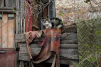 Кошачья философия