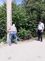 Информация о проведении мероприятий по выявлению и уничтожению дикорастущих наркосодержащих растений в период проведения 1-го и 2-го этапа операции «Мак-2020»