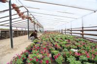 Цветы и лебеди готовятся к зимовке