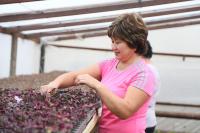 Цветы и лебеди готовятся к зимовке