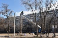 В школах и детсадах проводят масштабную опиловку деревьев